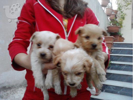 kanis terrier